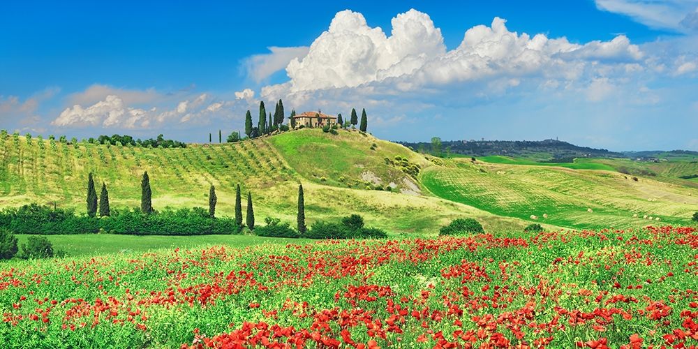 Art Print: Farmhouse with Cypresses and Poppies- Val dOrcia- Tuscany 