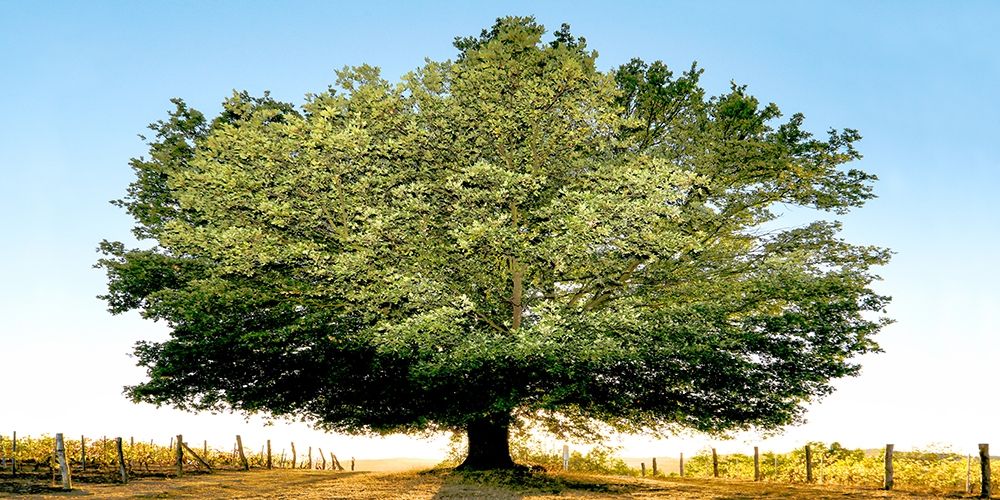 Art Print: Un secolo di tramonti