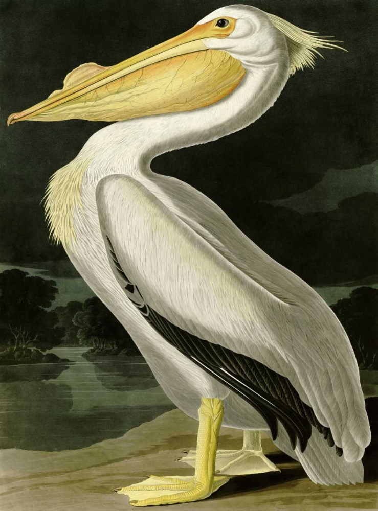 Wall Art Painting id:162749, Name: American White Pelican, Artist: Audubon, John James