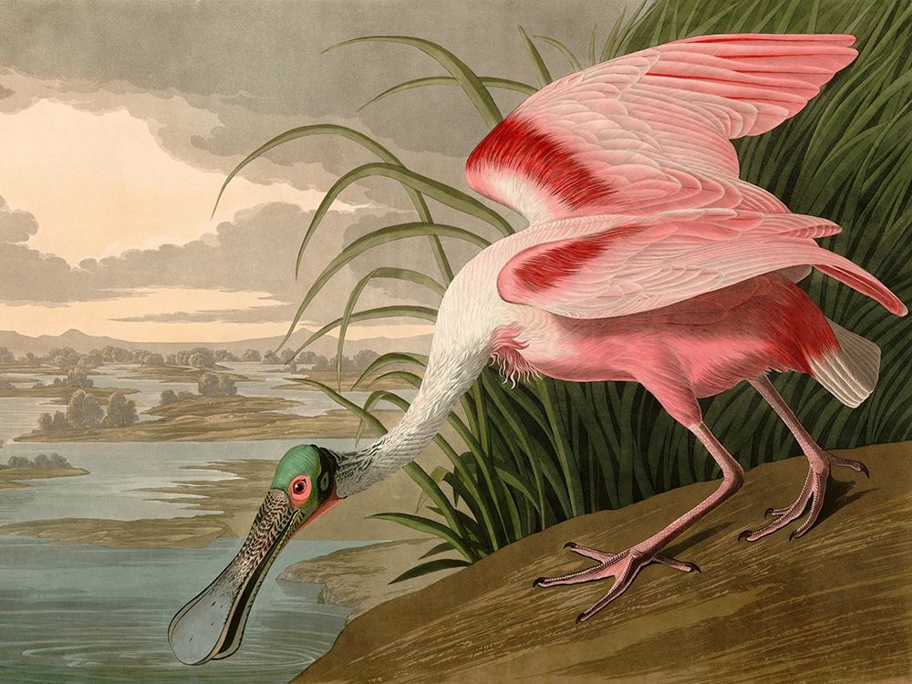 Art Print: Roseate Spoonbill