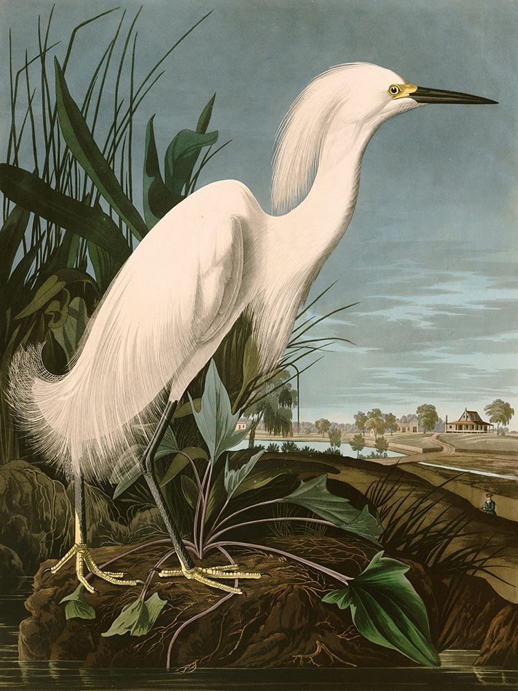 Wall Art Painting id:281096, Name: Snowy Heron or White Egret, Artist: Audubon, John James