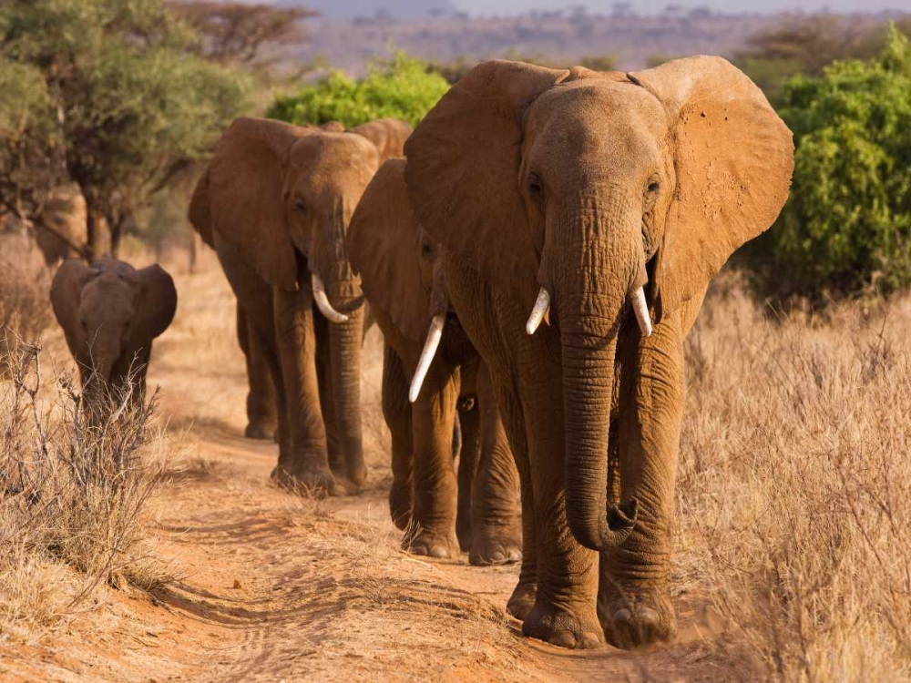 Art Print: Herd of African Elephants- Kenya