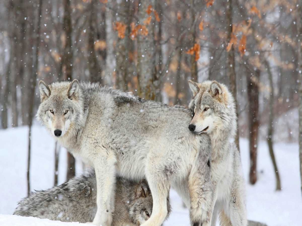 Art Print: Three grey wolves huddle together during a Quebec snowstorm