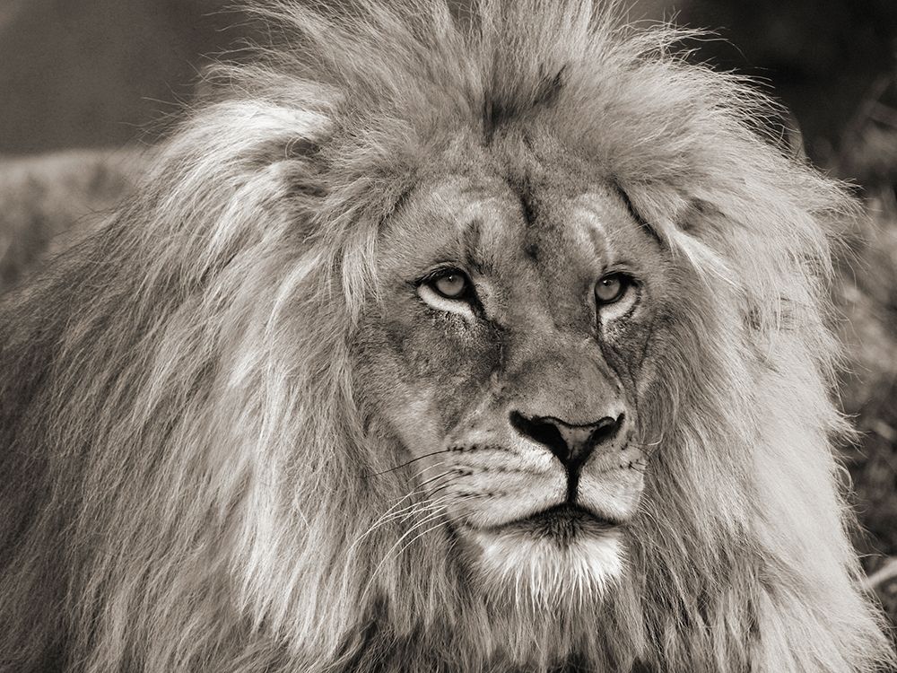 Art Print: King of Africa
