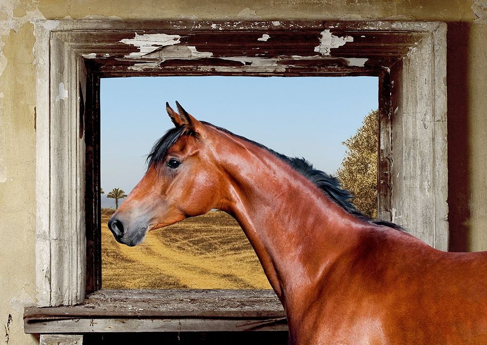 Wall art: Arab King, by Lauren, Julian