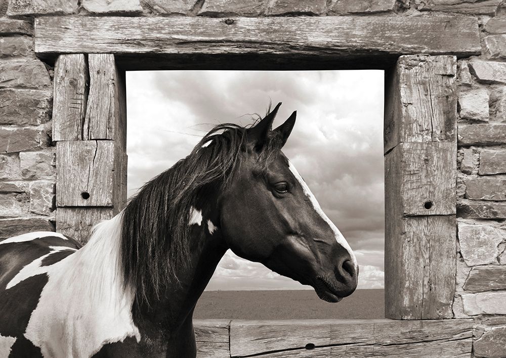 Art Print: Painted Horse (BW)