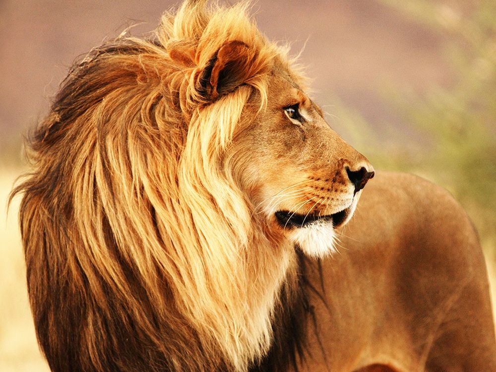 Art Print: Male lion, Namibia