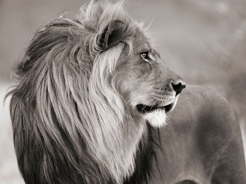 Art Print: Male lion, Namibia (BW)