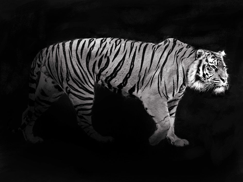 Art Print: Panthera Tigris