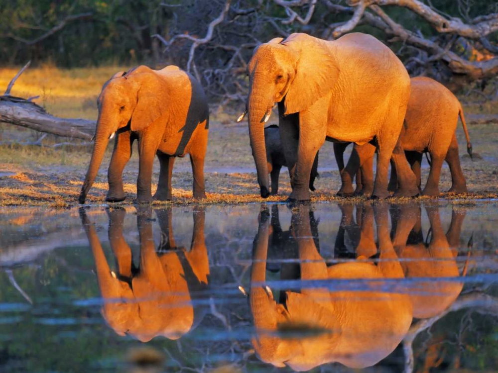 Art Print: African elephants, Okavango, Botswana