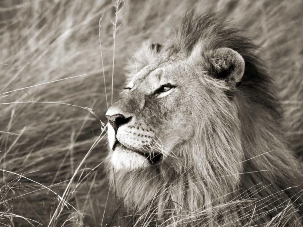 Art Print: African lion, Masai Mara, Kenya