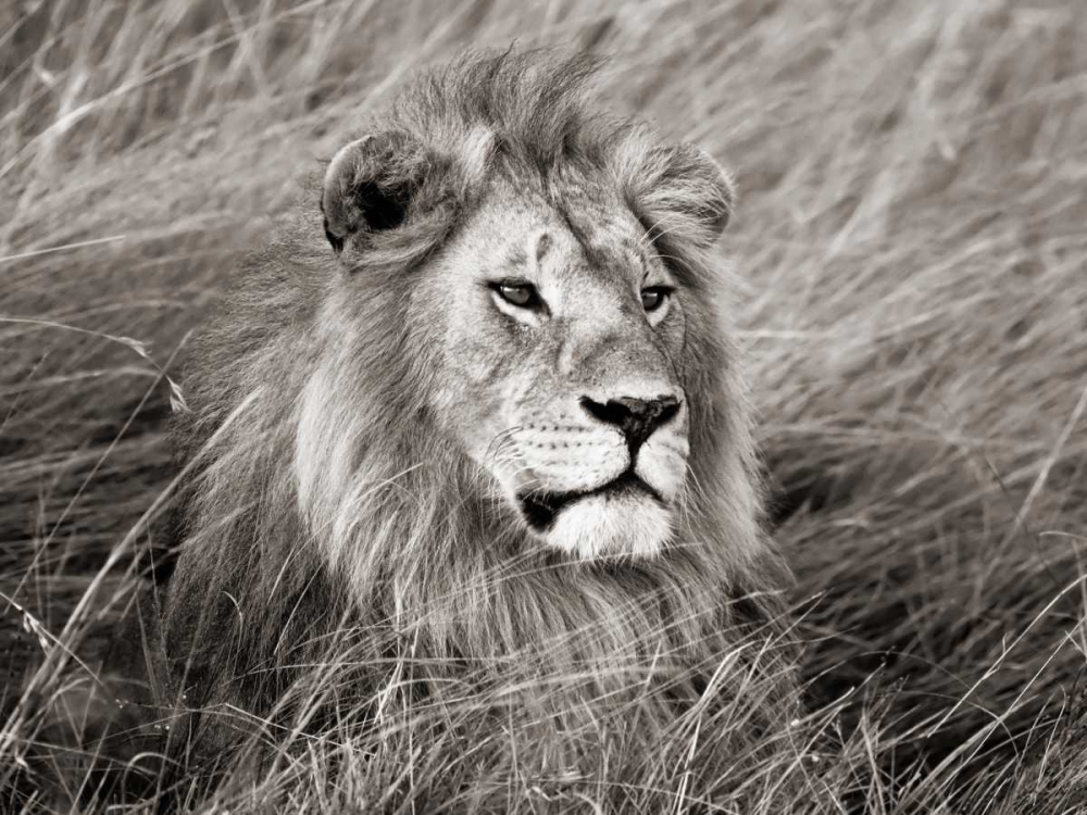 Art Print: African lion, Masai Mara, Kenya