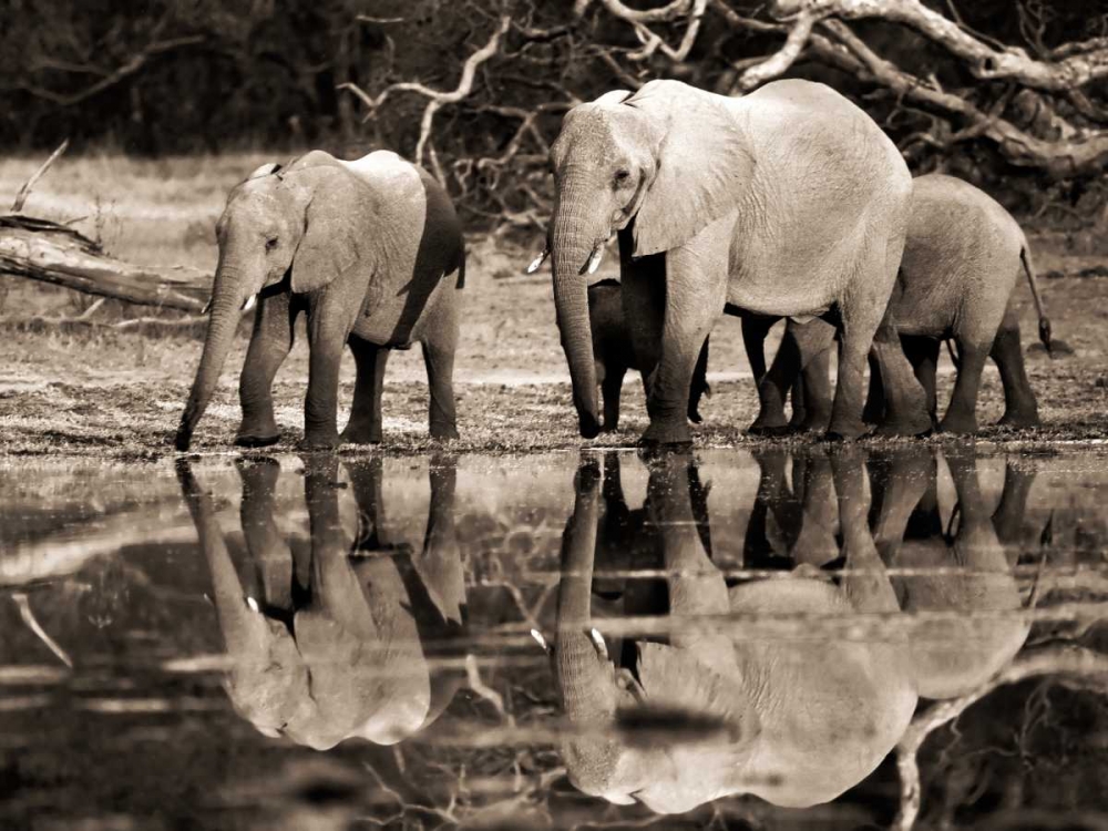 Art Print: African elephants, Okavango, Botswana
