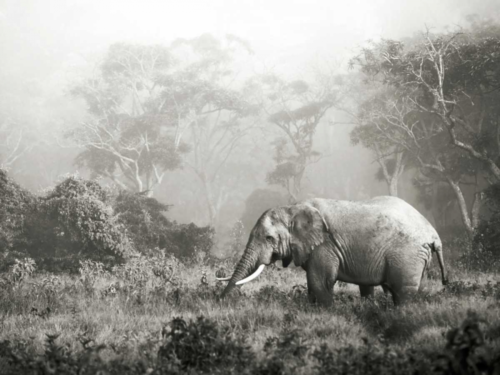 Art Print: African elephant, Ngorongoro Crater, Tanzania