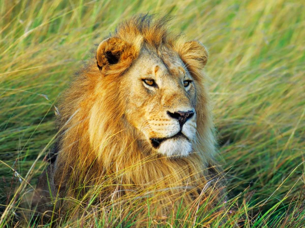 Art Print: African lion, Masai Mara, Kenya