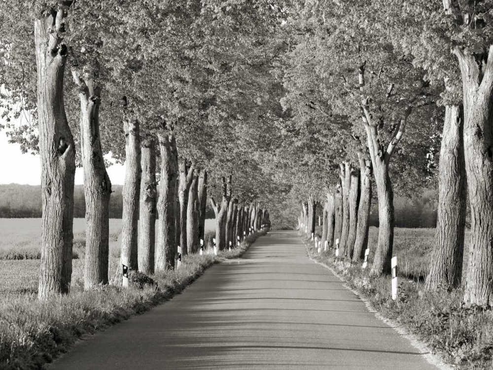 Art Print: Lime tree alley, Mecklenburg Lake District, Germany