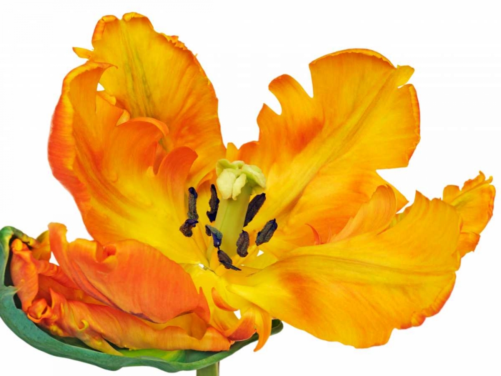Wall Art Painting id:118103, Name: Parrot tulip close-up, Artist: Krahmer, Frank