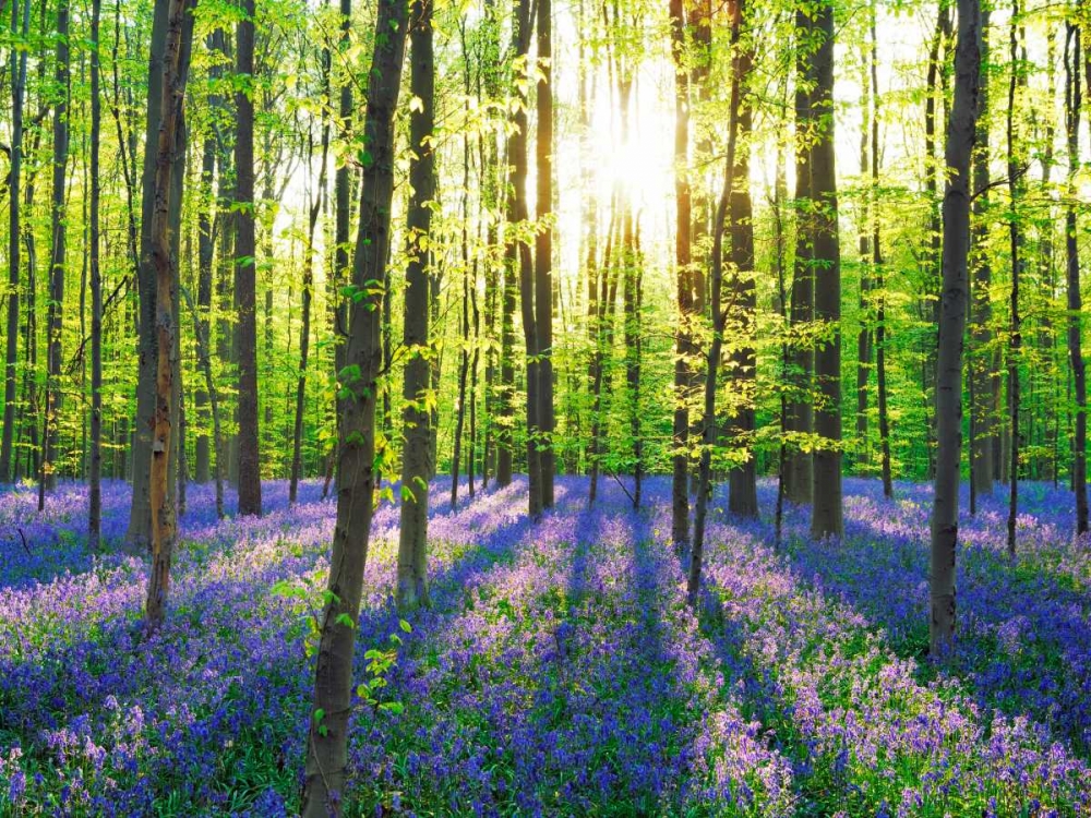Art Print: Beech forest with bluebells, Belgium