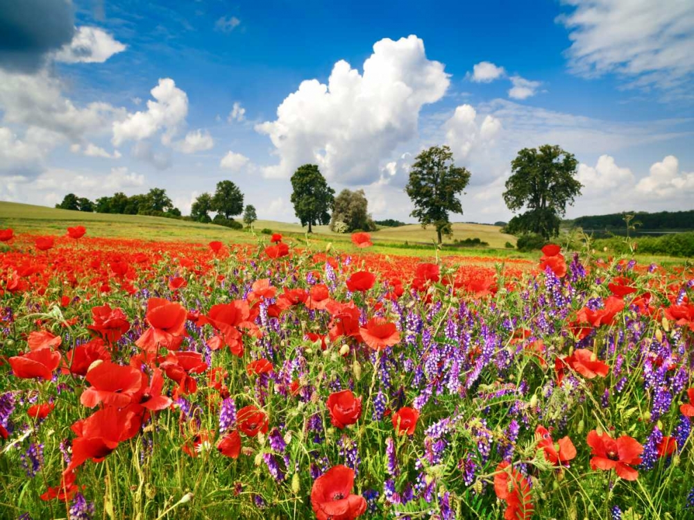Art Print: Poppies and vicias in meadow, Mecklenburg Lake District, Germany