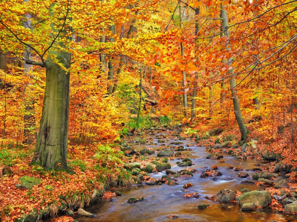 Art Print: Beech forest in autumn, Ilse Valley, Germany