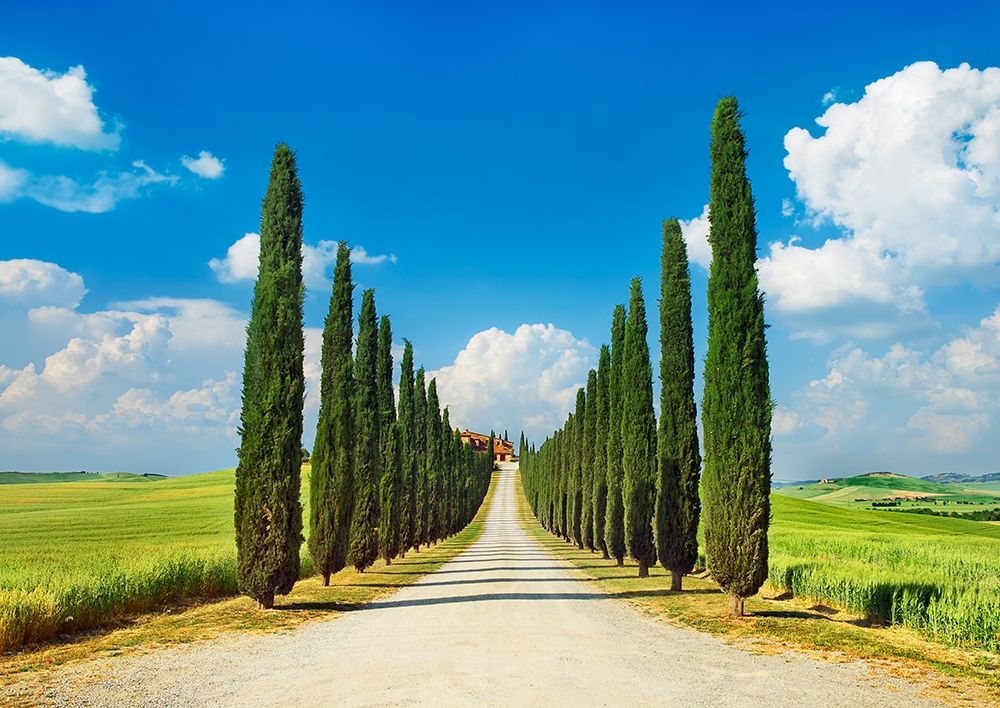 Art Print: Cypress alley- San Quirico dOrcia- Tuscany