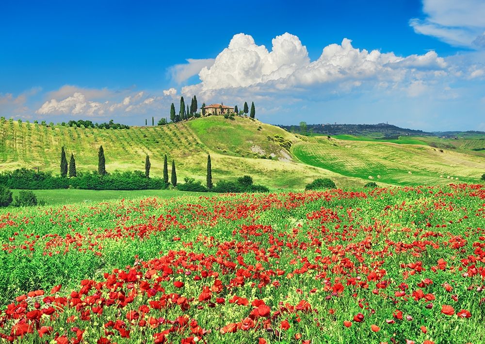 Art Print: Farmhouse with Cypresses and Poppies- Val dOrcia- Tuscany 