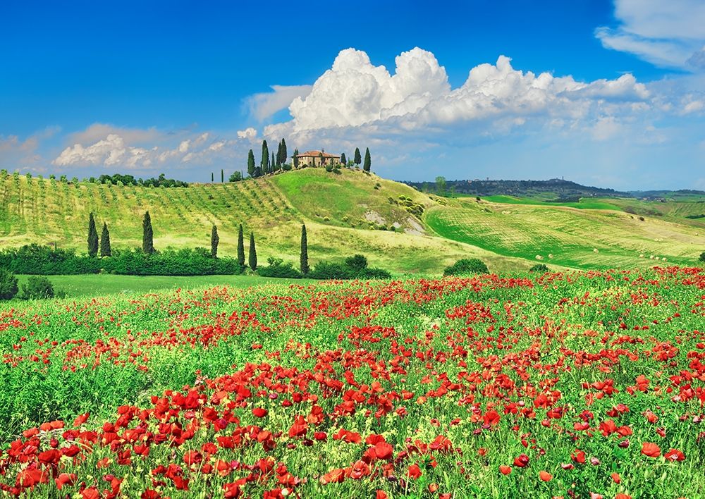 Wall Art Painting id:354137, Name: Farmhouse with Cypresses and Poppies- Val dOrcia- Tuscany , Artist: Krahmer, Frank
