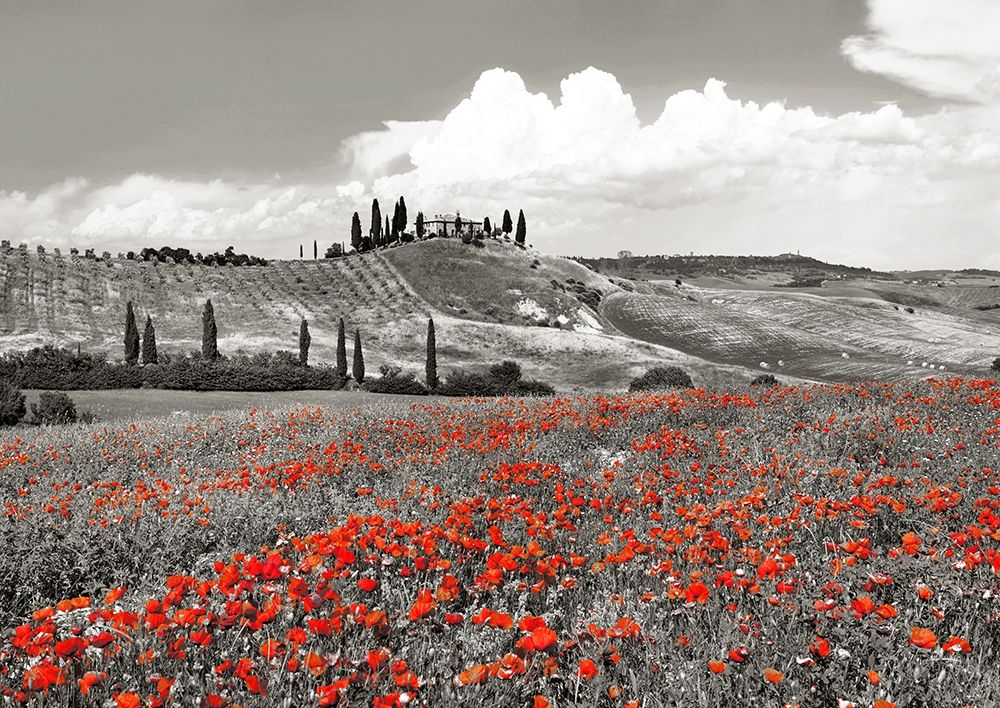 Wall Art Painting id:354138, Name: Farmhouse with Cypresses and Poppies- Val dOrcia- Tuscany (BW), Artist: Krahmer, Frank