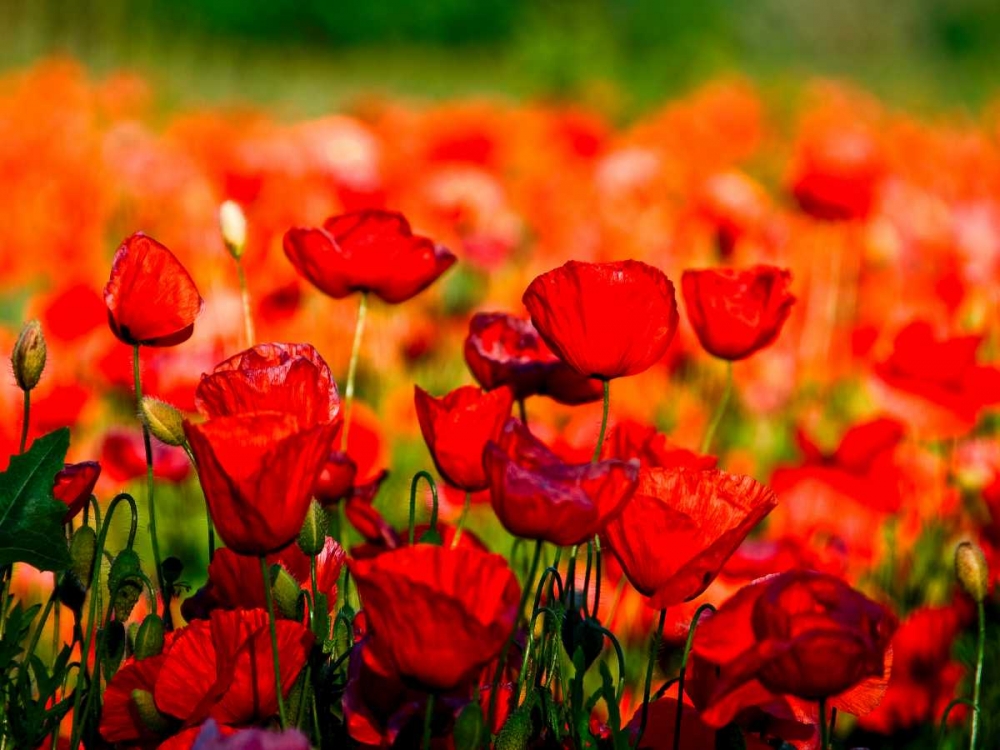 Art Print: Dominante rossa