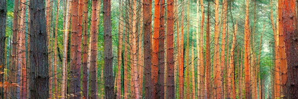 Art Print: Colors of the Woods