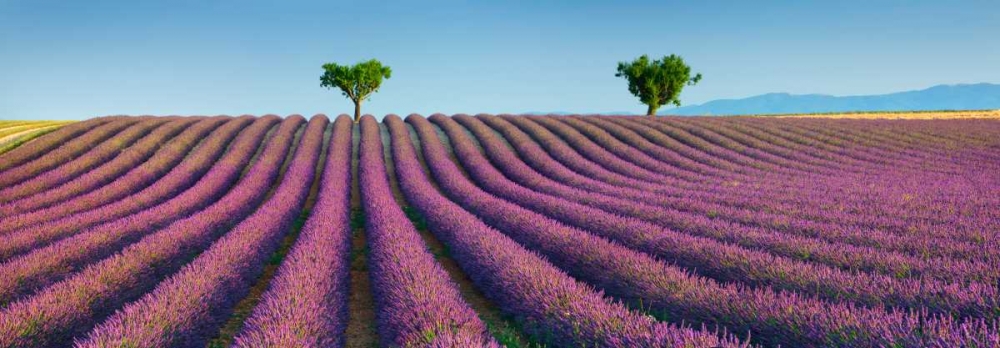 Art Print: Lavender field, Provence, France