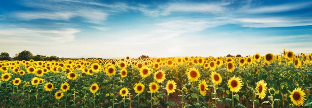 Art Print: Sunflower field, Plateau Valensole, Provence, France