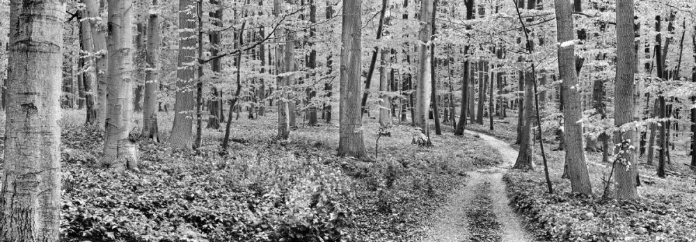 Art Print: Beech forest, Germany