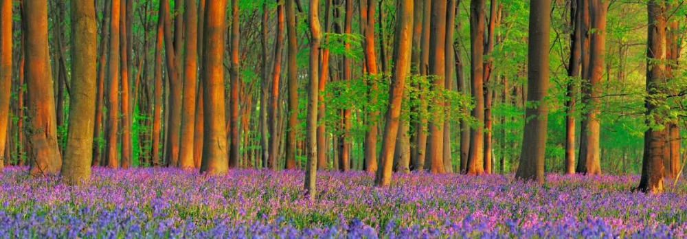 Art Print: Beech forest with bluebells, Hampshire, England