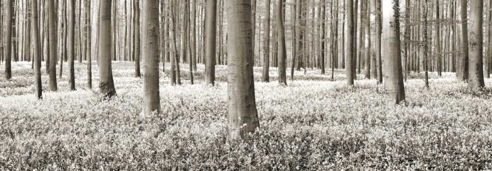 Art Print: Beech forest with bluebells, Belgium