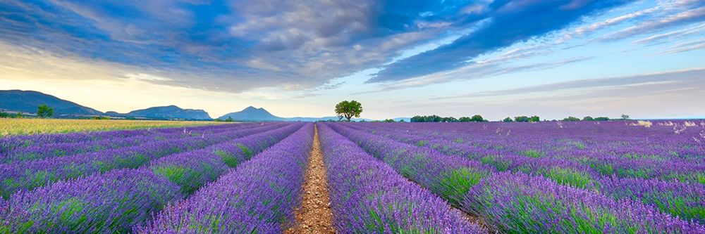 Art Print: Lavender field, France