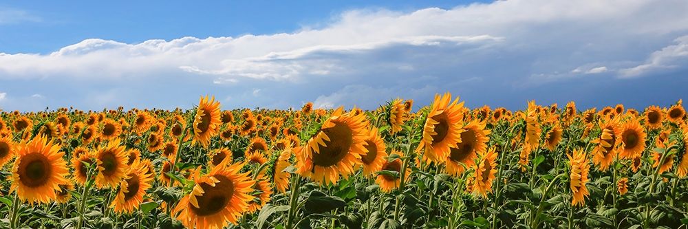 Art Print: Girasoli in Val DOrcia