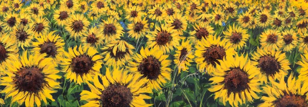 Art Print: Girasoli