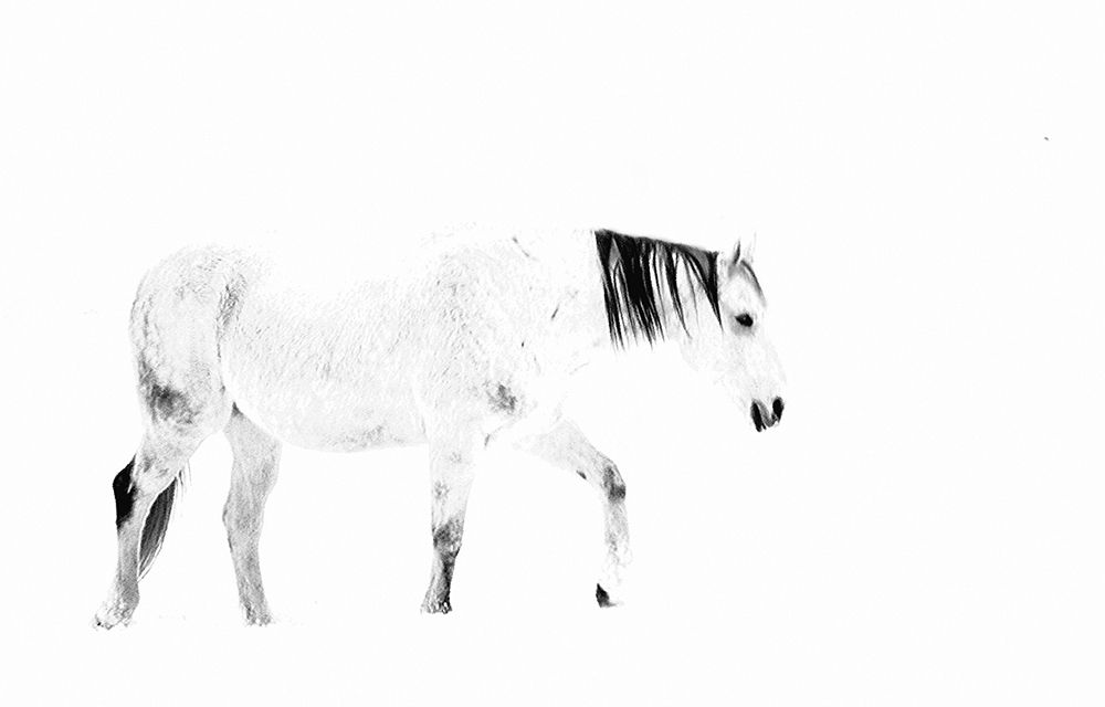 Art Print: Equine