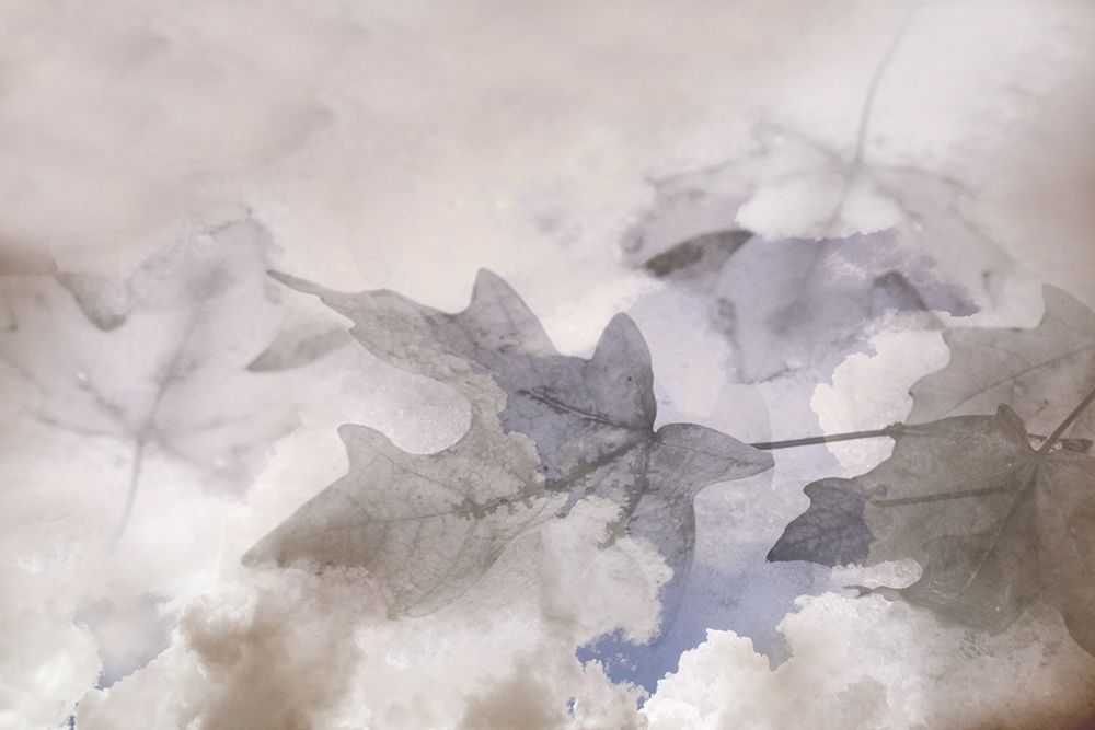 Art Print: Shadow Leaves