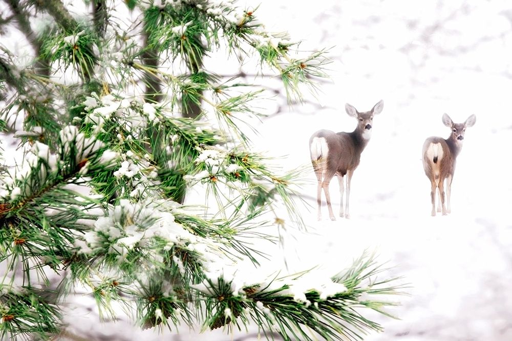 Art Print: Winters Dream