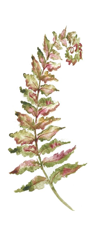 Art Print: Botanical Fern Single II