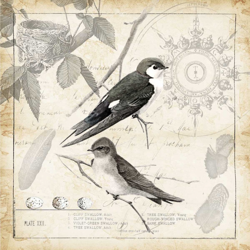 Art Print: Botanical Birds Black Cream II