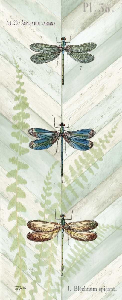 Art Print: Dragonfly Botanical Panels I