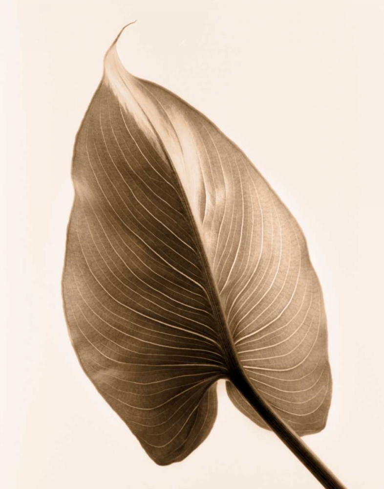 Wall art: Alocasia 2, by Greenwood, Julie