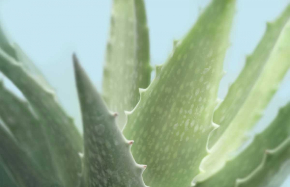 Art Print: Soft Focus Succulent 1