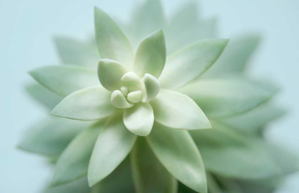 Art Print: Soft Focus Succulent 2