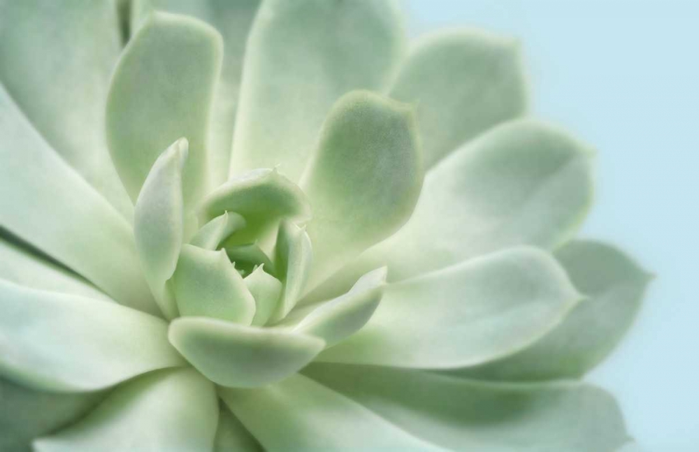 Art Print: Soft Focus Succulent 3