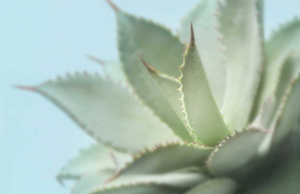 Art Print: Soft Focus Succulent 4