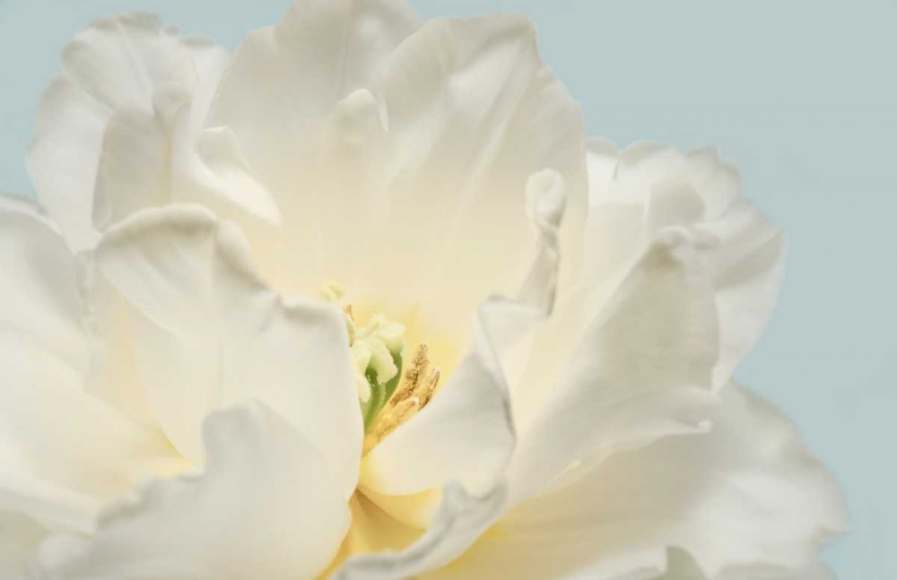 Art Print: Now Serene